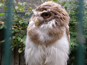 Фото Очковая неотропическая сова