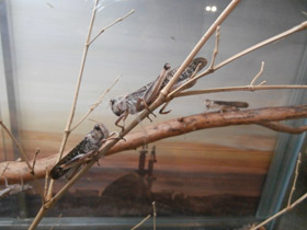 Фото Перелётная саранча