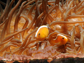 Фото Четырехцветная актиния