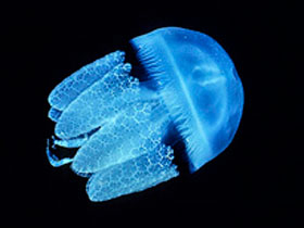 Фото Голубая медуза