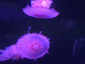 Фото Пурпурополосая медуза