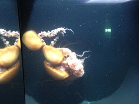 Фото Тихоокеанская морская крапива