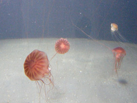 Фото Компасная медуза