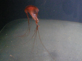 Фото Компасная медуза