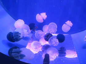 Фото Золотая медуза