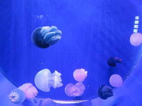 Фото Золотая медуза
