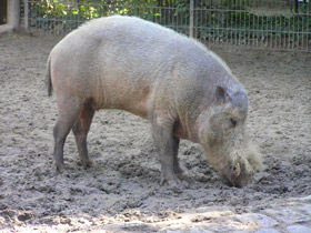 Фото Бородатая свинья