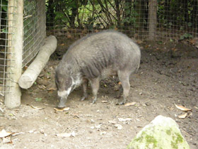 Фото Висайская бородавчатая свинья
