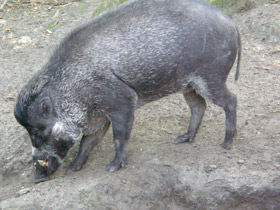 Фото Висайская бородавчатая свинья