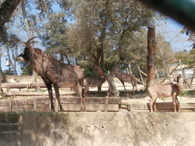 Фото Лошадиная антилопа