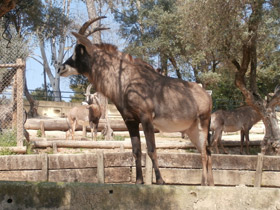 Фото Лошадиная антилопа