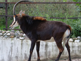 Фото Черная антилопа