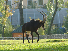Фото Черная антилопа