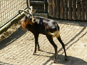 Фото Суданский козел