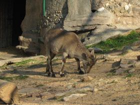 Фото Пиренейский козёл