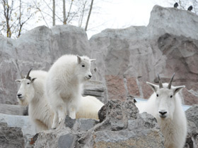 Фото Снежная коза