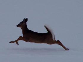Фото Белохвостый олень