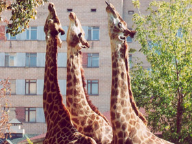 Фото 10 интересных фактов о жирафах