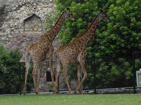 Фото 10 интересных фактов о жирафах