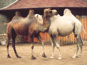 Фото 10 интересных фактов о верблюдах
