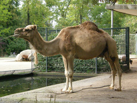 Фото 10 интересных фактов о верблюдах
