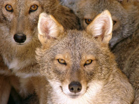 Фото Самые маленькие волки – шакалы и койоты