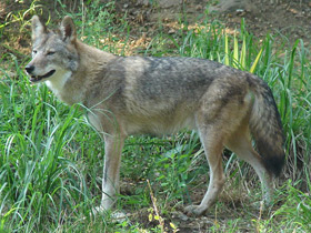 Фото Самые маленькие волки – шакалы и койоты