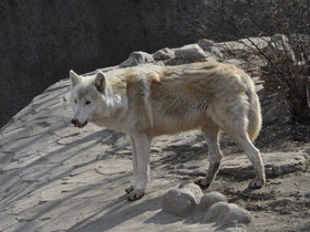 Фото Полярный волк