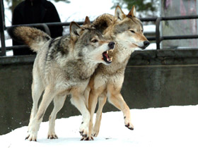 Фото Каскыр и Каскырка. Волк и волчица, которые стали совсем ручными