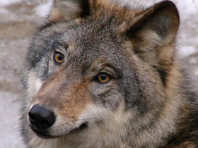 Фото Каскыр и Каскырка. Волк и волчица, которые стали совсем ручными