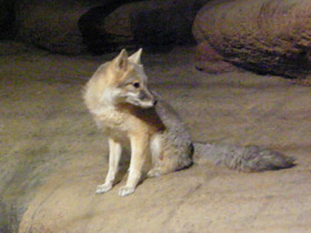 Фото Американская лисица