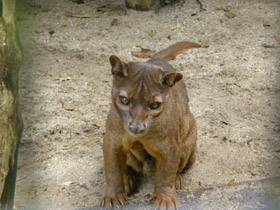 Фото Удивительные животные Мадагаскара. Часть 1