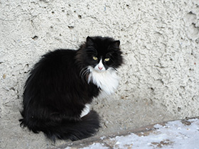 Фото Домашняя кошка