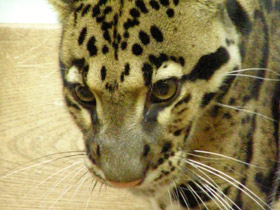 Фото Дымчатый леопард