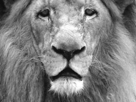 Фото Ангольский лев
