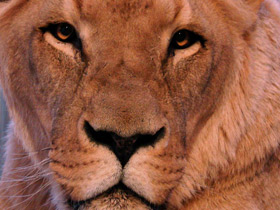 Фото Ангольский лев