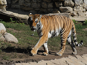 Фото Амурский тигр