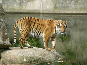 Фото Индокитайский тигр