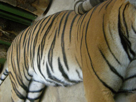 Фото Малайский тигр