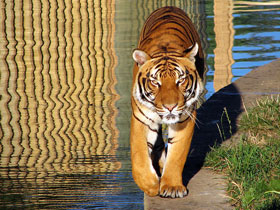 Фото Малайский тигр