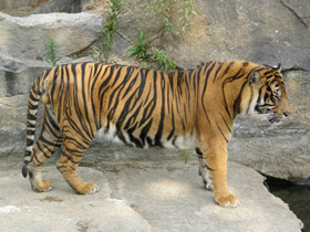 Фото Суматранский тигр