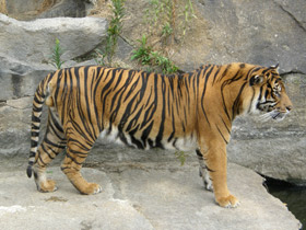 Фото Суматранский тигр