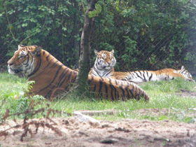 Фото Бенгальский тигр