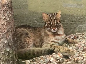 Фото Амурский лесной кот