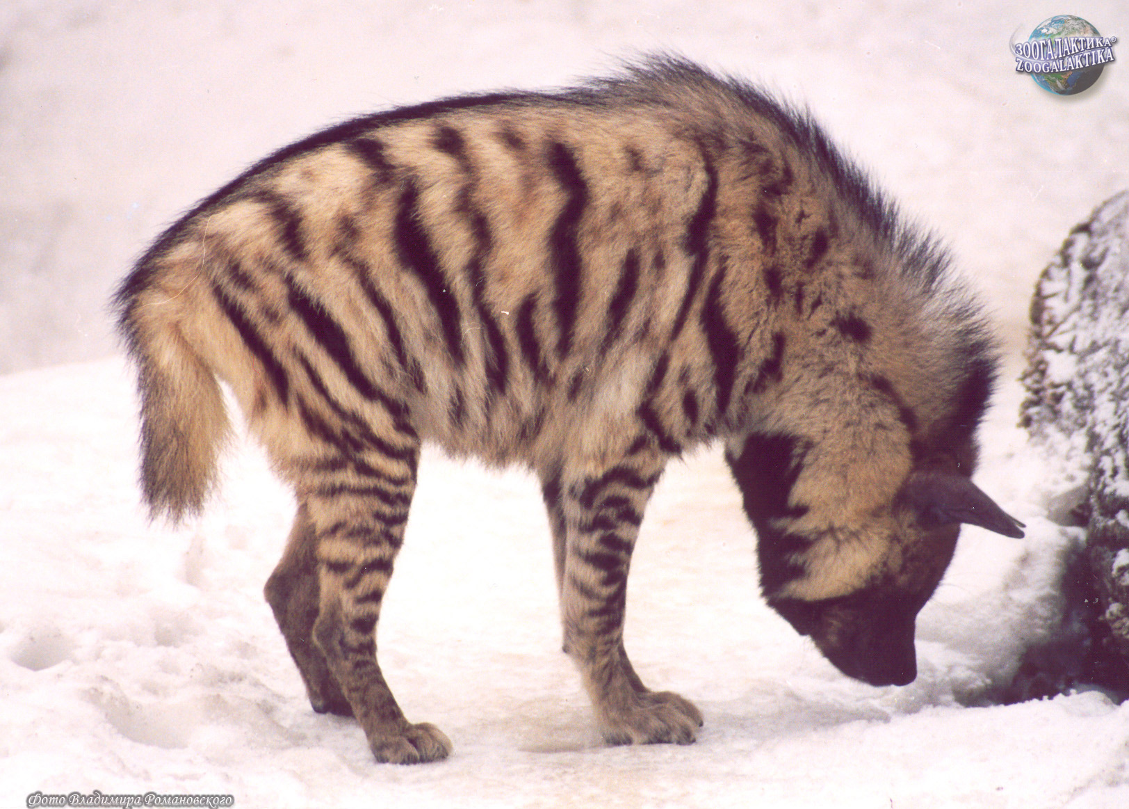 http://zoogalaktika.ru/assets/images/mammalia/carnivora/hyaenidae/hyaena-hyaena/hyaena-hyaena_03.jpg
