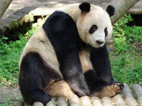 Фото Большая панда (Бамбуковый медведь)