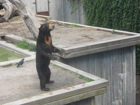 Фото Малайский медведь