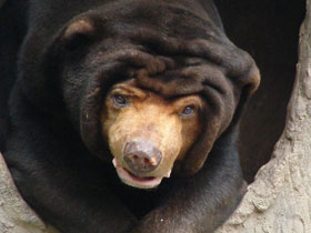 Фото Малайский медведь