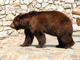 Фото Бурый медведь