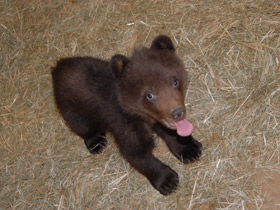 Фото Бурый медведь